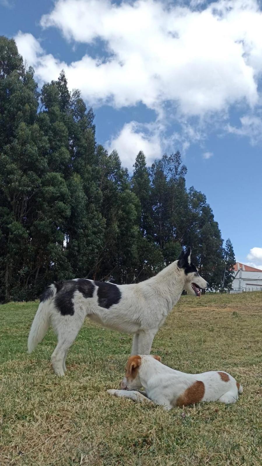 Camping Las Acacias Guatavita Exterior foto